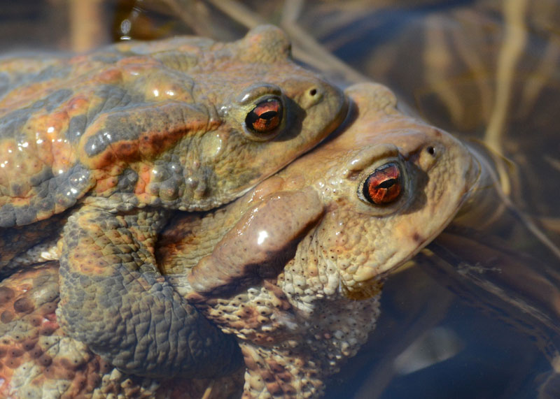 Coppia di rospi comuni Bufo bufo